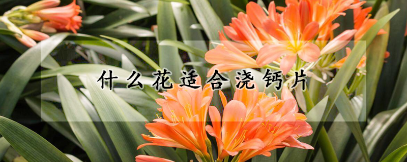 什麼花適合澆鈣片