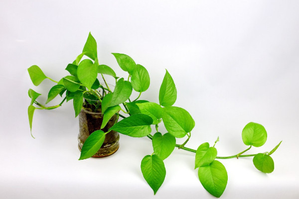 什麼花適合澆鈣片