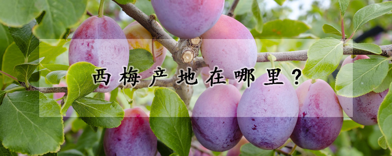 西梅產地在哪裏?