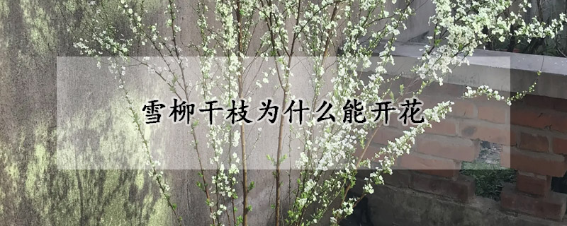 雪柳幹枝為什麼能開花