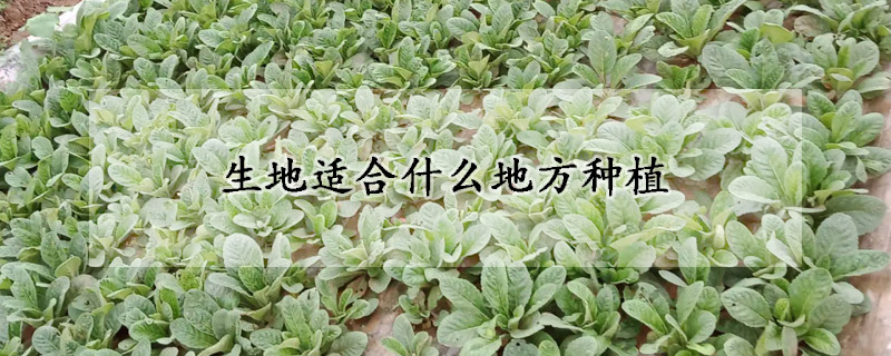 生地適合什麼地方種植