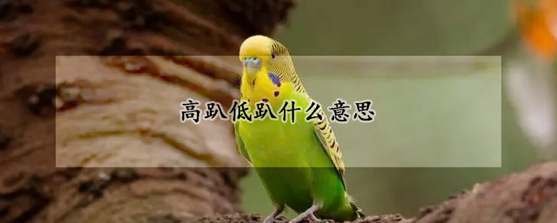 高趴低趴什麼意思