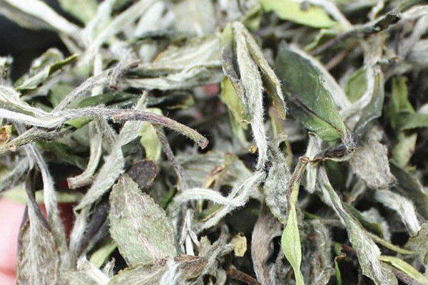 白牡丹和壽眉有什麼區別 白牡丹與壽眉的區別