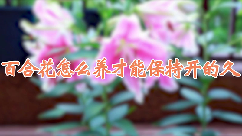 百合花怎麼養才能保持開的久