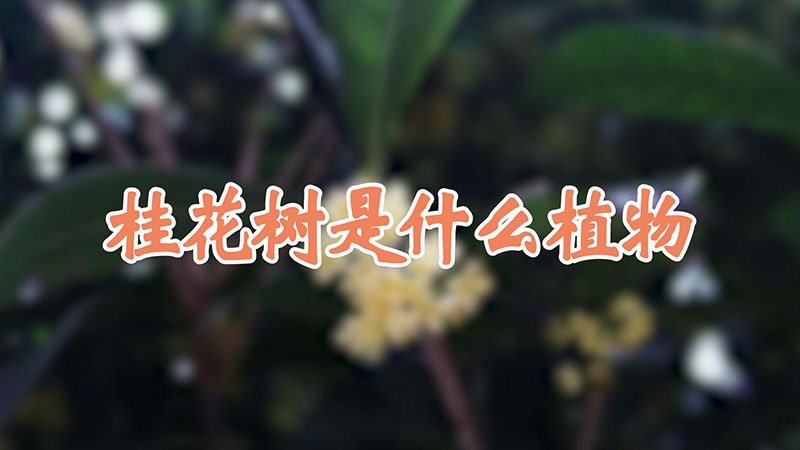 桂花樹是什麼植物