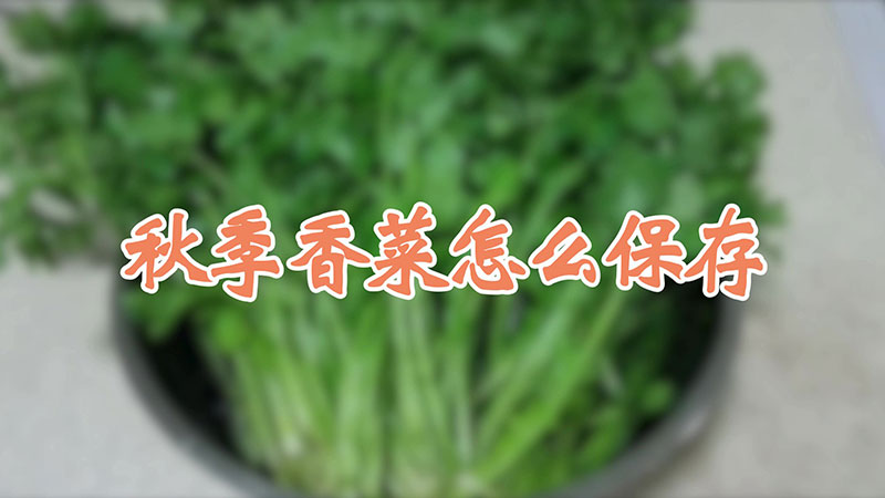 秋季香菜怎麼保存