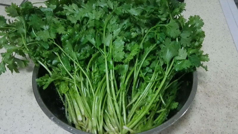 秋季香菜怎麼保存