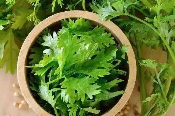秋季香菜怎麼保存