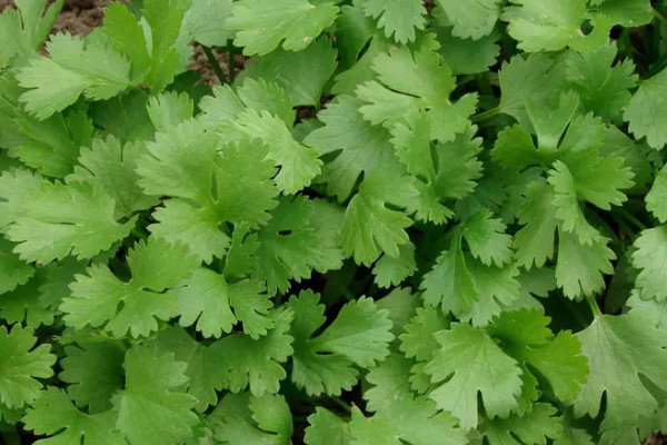 秋季香菜怎麼保存
