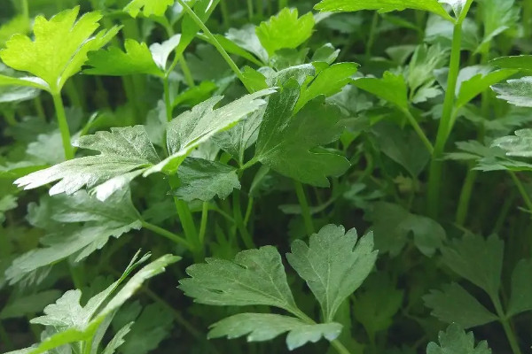 香菜什麼時候種植
