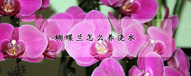 蝴蝶蘭怎麼養澆水