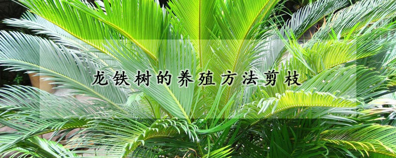 龍鐵樹的養殖方法剪枝