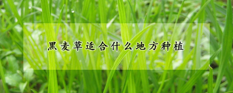 黑麥草適合什麼地方種植