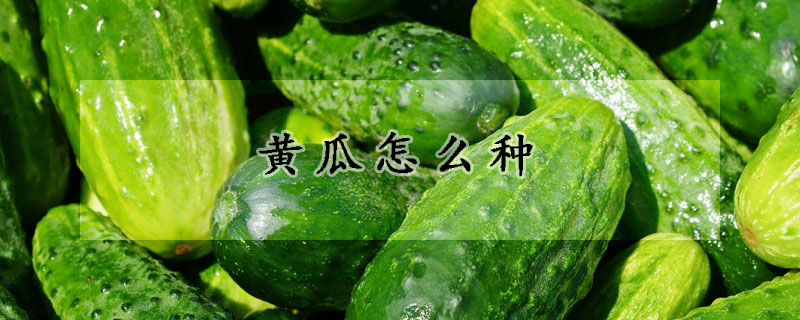 黃瓜怎麼種