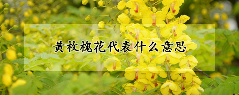 黃枚槐花代表什麼意思