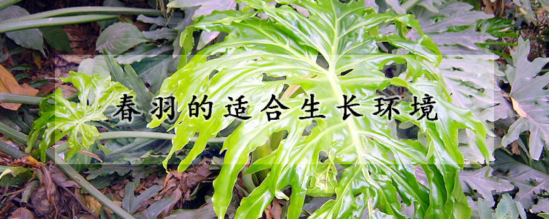 春羽的適合生長環境