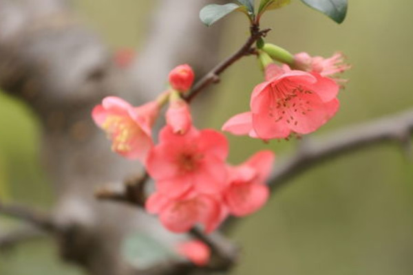 海棠花能在室內養嗎