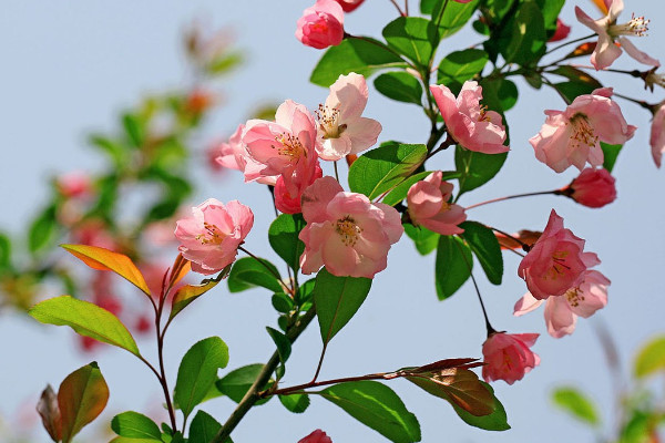 海棠花能在室內養嗎