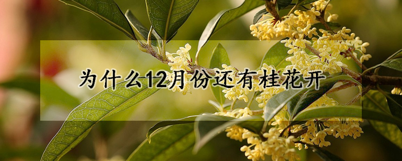 為什麼12月份還有桂花開