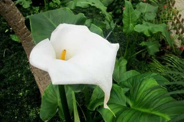 馬蹄蓮怎麼種植