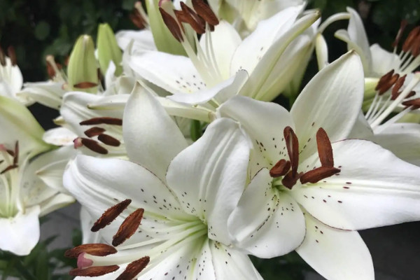 13朵花代表什麼花語