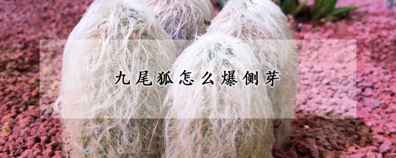 九尾狐怎麼爆側芽