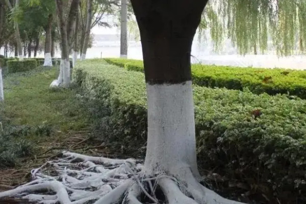 刷樹幹用生石灰還是熟石灰