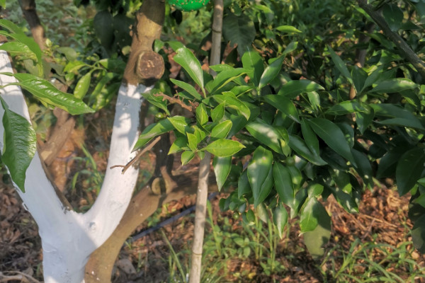 刷樹幹用生石灰還是熟石灰