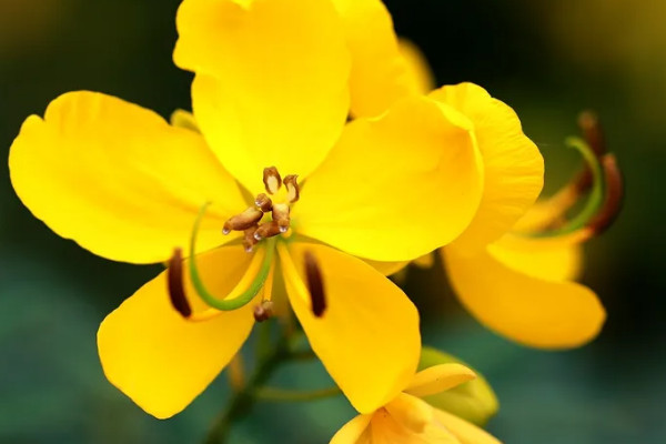 黃枚槐花代表什麼意思