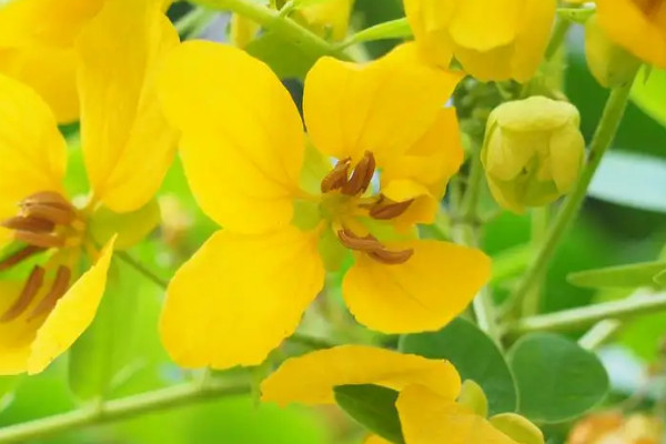 黃枚槐花代表什麼意思