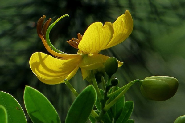 黃枚槐花代表什麼意思