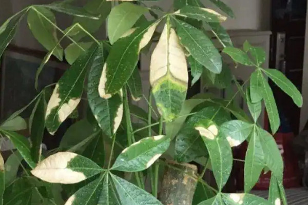 家裏種的發財樹葉子發黃怎麼辦