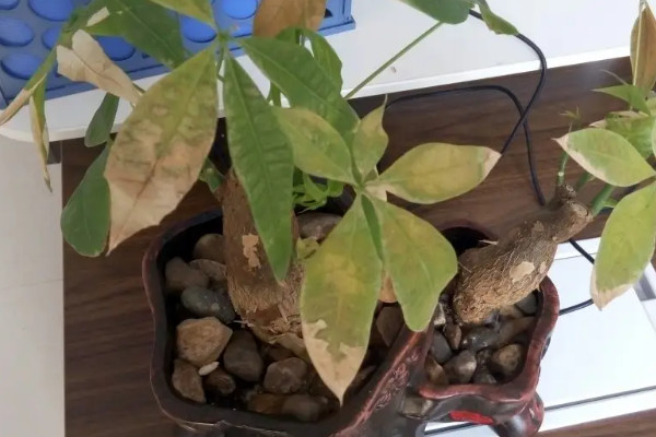 家裏種的發財樹葉子發黃怎麼辦