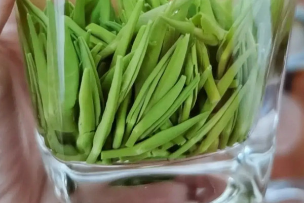 湄潭翠芽屬於什麼茶,湄潭翠芽是不是綠茶