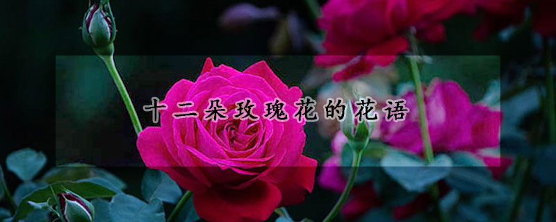 十二朵玫瑰花的花語
