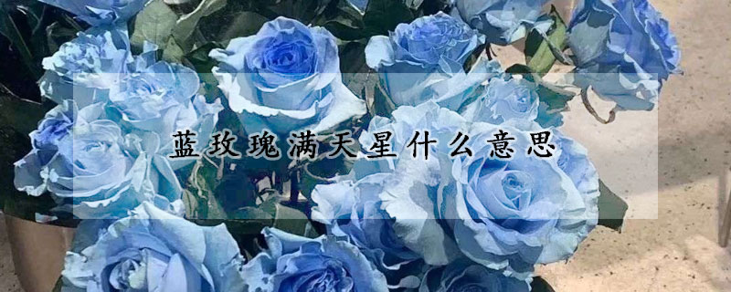 藍玫瑰滿天星什麼意思