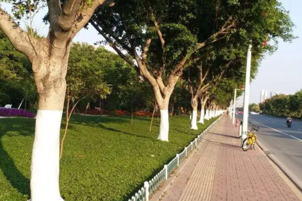 為什麼樹幹白石灰隻刷一米
