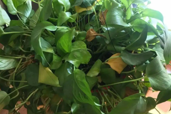 綠蘿葉子發黃是什麼原因怎麼辦