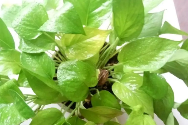 綠蘿葉子發黃是什麼原因怎麼辦