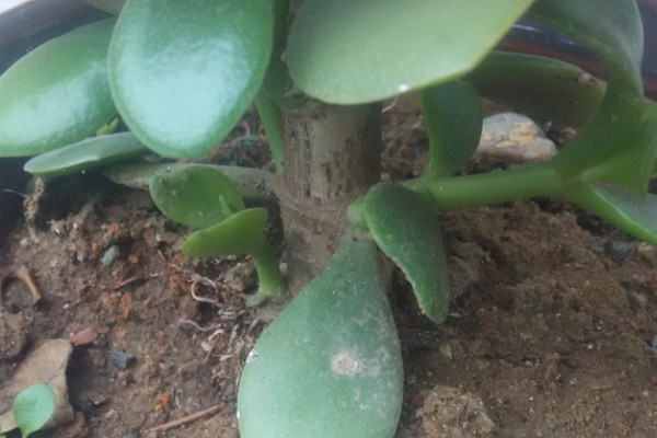 胖娃娃植物怎麼養
