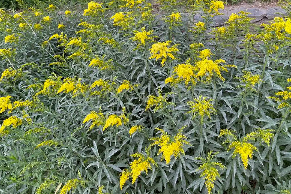 加拿大的一枝黃花是什麼花