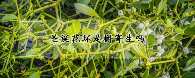 聖誕花環是槲寄生嗎