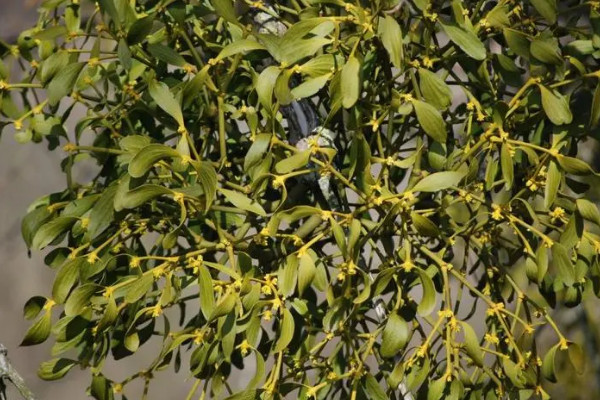 聖誕花環是槲寄生嗎