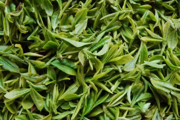 廬山雲霧茶屬於什麼茶,廬山雲霧茶是哪種茶
