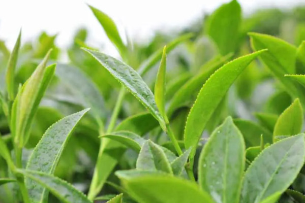 高山茶屬於什麼茶，高山茶是哪種茶