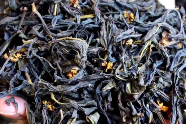 高山茶屬於什麼茶，高山茶是哪種茶