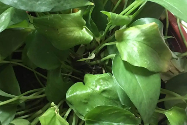 綠蘿葉子黃了怎麼辦
