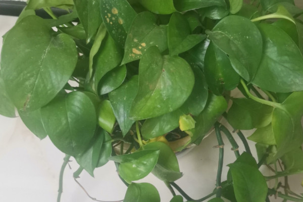 綠蘿葉子黃了怎麼辦