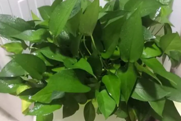 綠蘿可以在家裏養嗎
