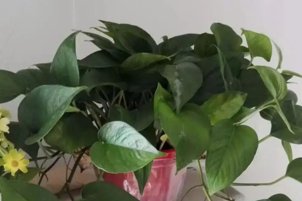 綠蘿可以在家裏養嗎